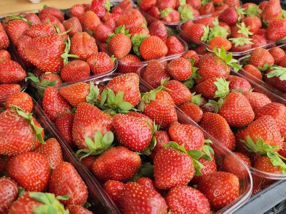 Урожайность растет: за 2025 год в Луховицах собрали 228 тонн ягод