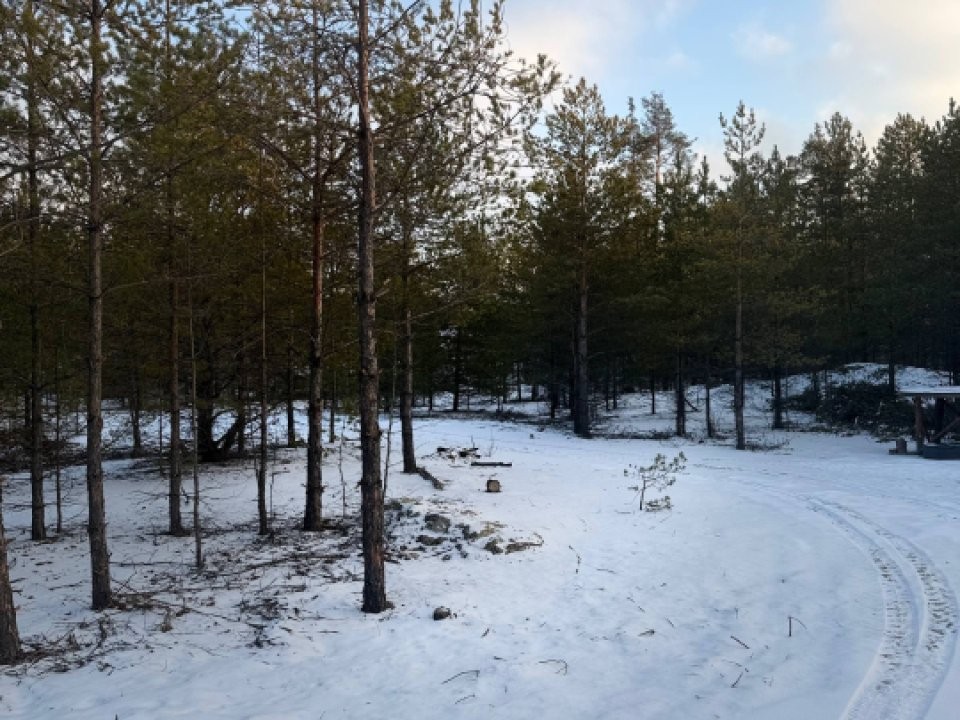 Снег не долежит до Нового года в Подмосковье? Синоптик дал неутешительный прогноз