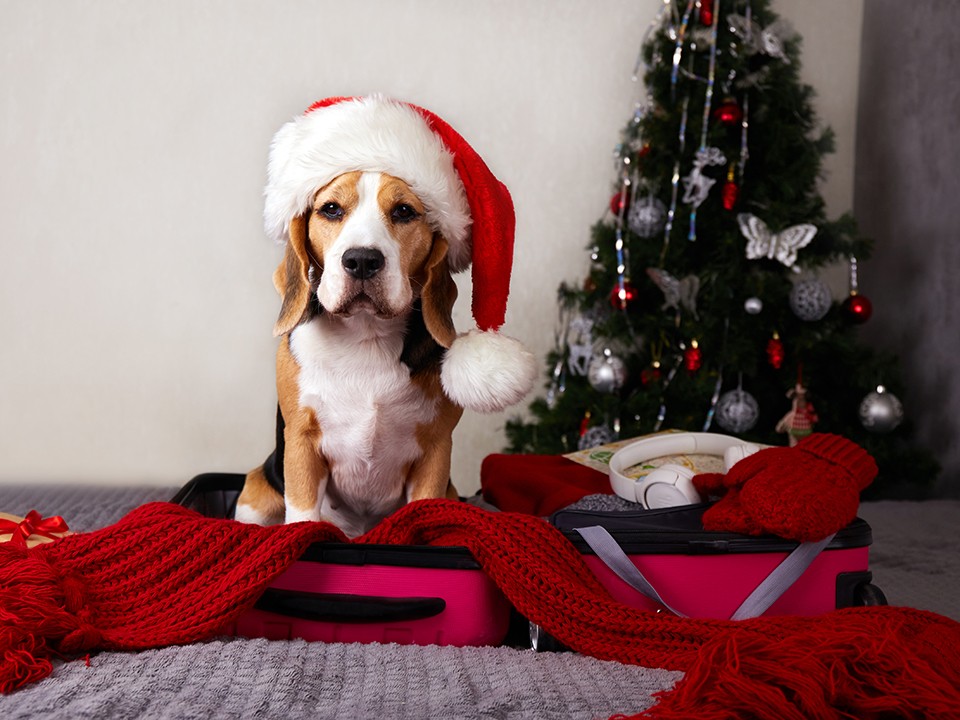 Новый год с питомцем: куда пристроить домашних животных на праздники