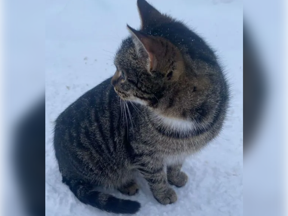 В Подмосковье спасают выброшенных на помойку котят