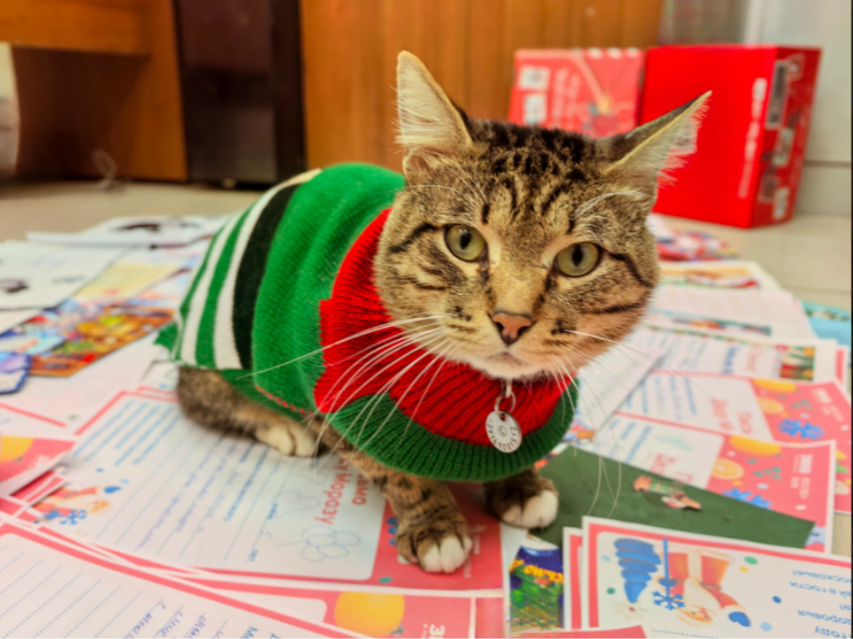 Кот Модест, сотрудник Сестрорецкого парка, пересчитал все детские письма для Деда Мороза