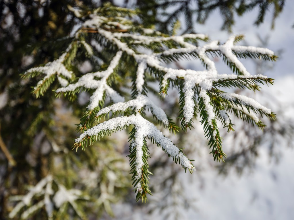 Голубыми елями украсили сквер с Почтой Деда Мороза в Пироговском