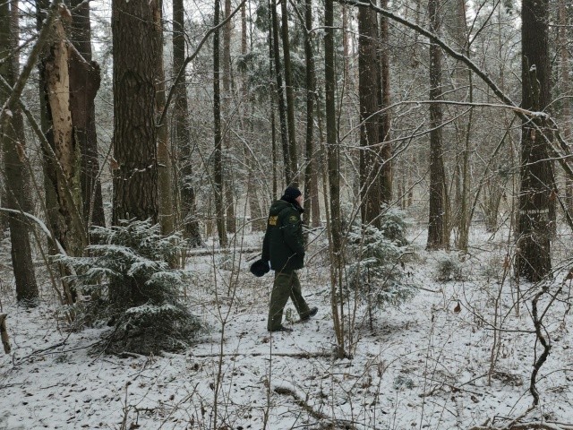 Под Воскресенском ловят черных лесорубов
