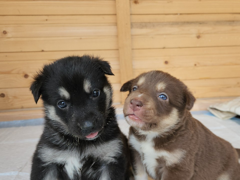 Овраг и холод позади: в Лотошине ищут дом для пяти щенят, выброшенных на мороз