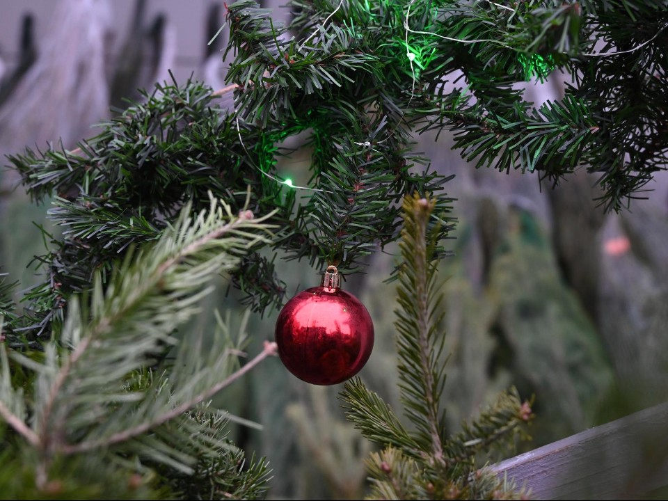 Новый год уже близко: где открылся первый елочный базар в Ленинском округе