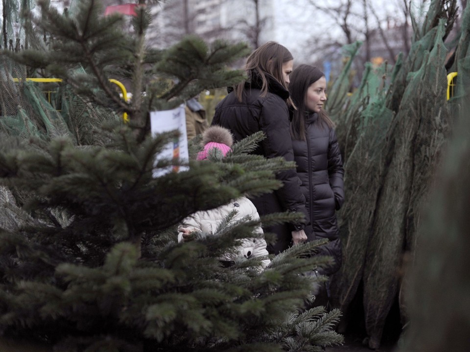 Елочные базары в Балашихе: где, когда и по какой цене можно будет купить живую елку