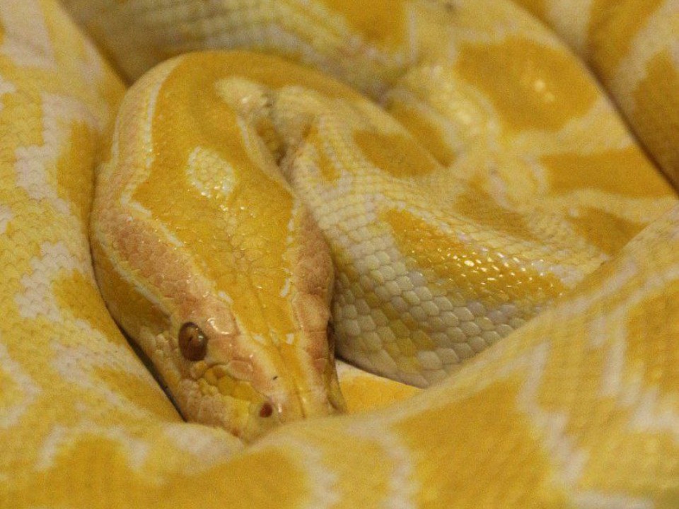 Змеи под Волоколамском проснулись после зимнего отдыха