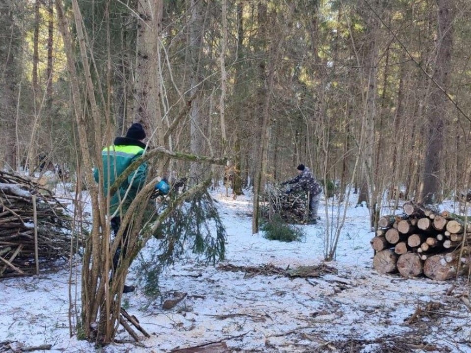 Снижение риска пожаров: в Можайском округе убрали сухостой на 216 га