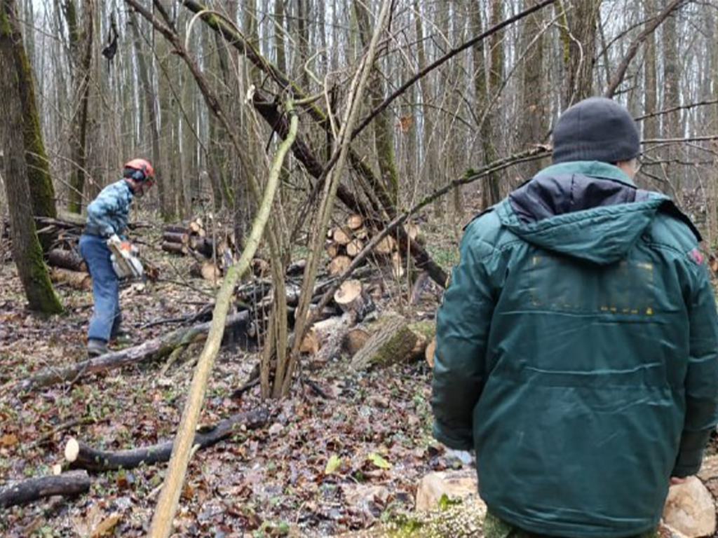 В лесах под Зарайском и Луховицами расчистили более 100 га валежника
