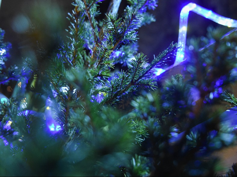 В Подмосковье цифровые технологии помогают выбрать елку: как воспользоваться секретной картой и застолбить самую красивую