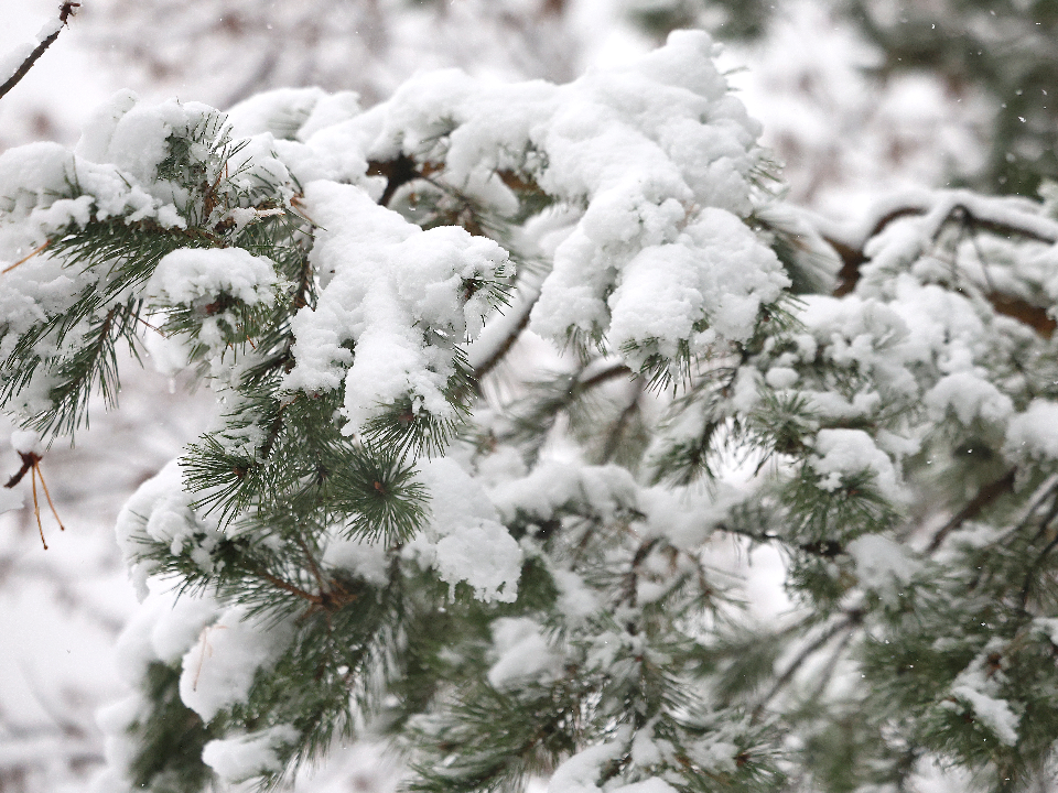 Снег, оттепель до +5°C и морозы: как изменится погода в Подмосковье до конца рабочей недели