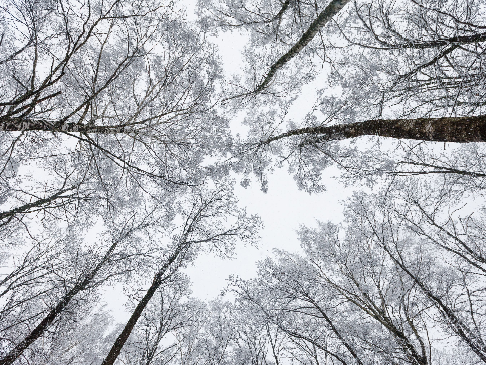 Неожиданный прогноз: какой будет погода в Подмосковье в предновогоднюю неделю