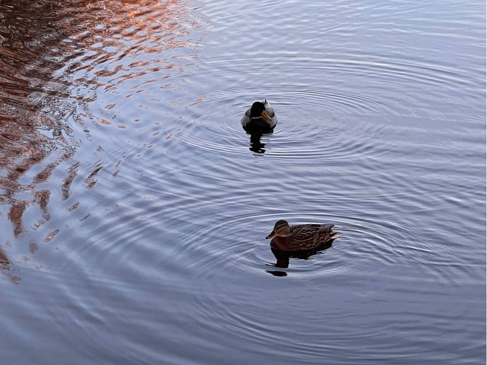 Гололедица и до 3°С тепла: синоптики рассказали о погоде в Подмосковье 18 декабря