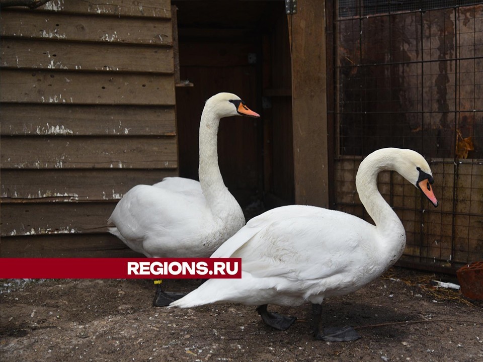 Пора на зимовку: лебедей Лотошинского парка переселили в теплые дома