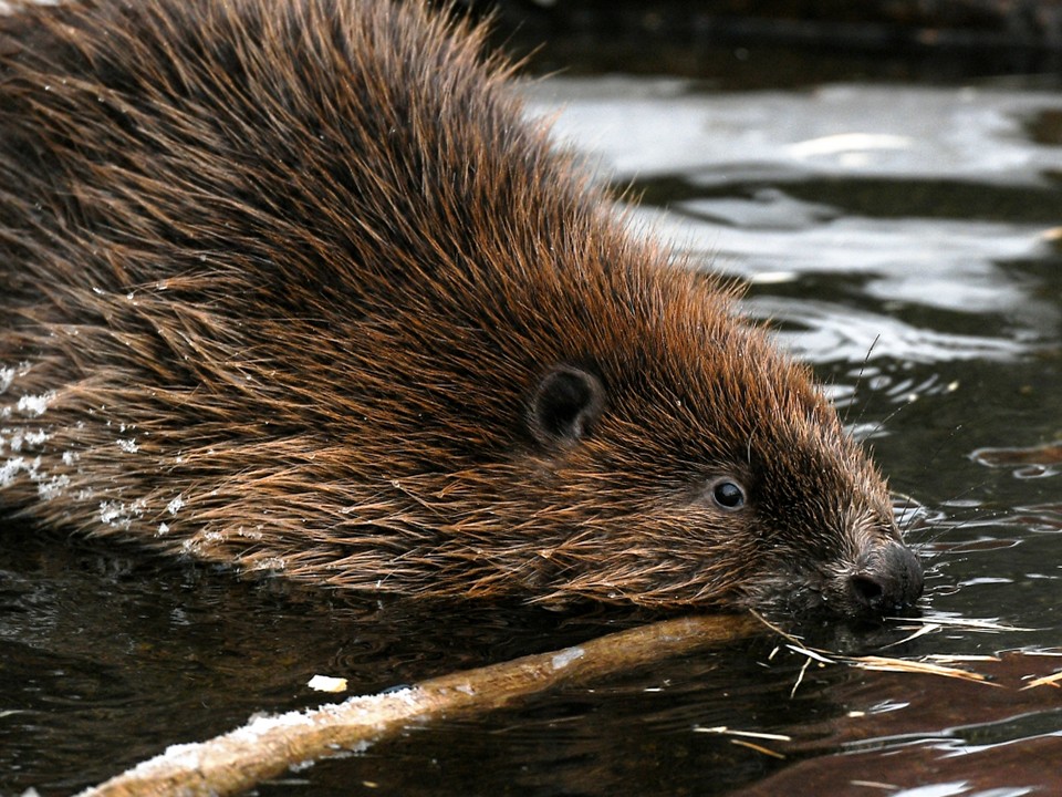 Санитары леса или вандалы? Бобры атаковали парк в Химках