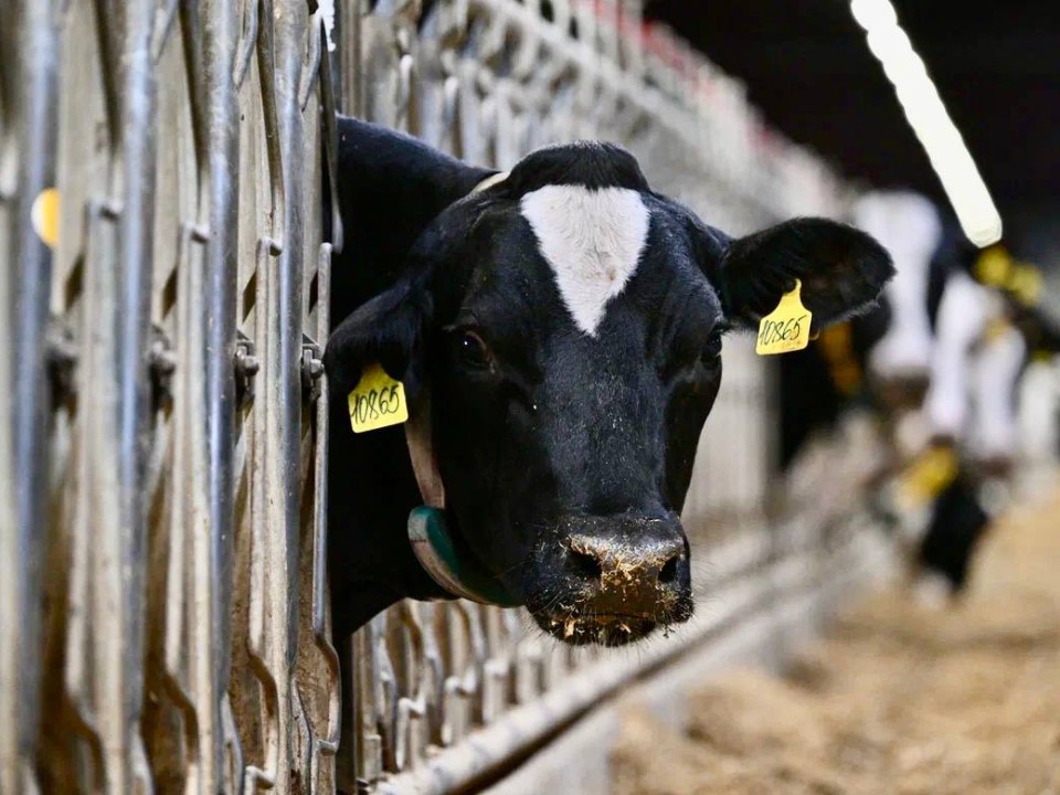 Не в рогах счастье: озерские животноводы рассказали, зачем «обезоружили» буренок