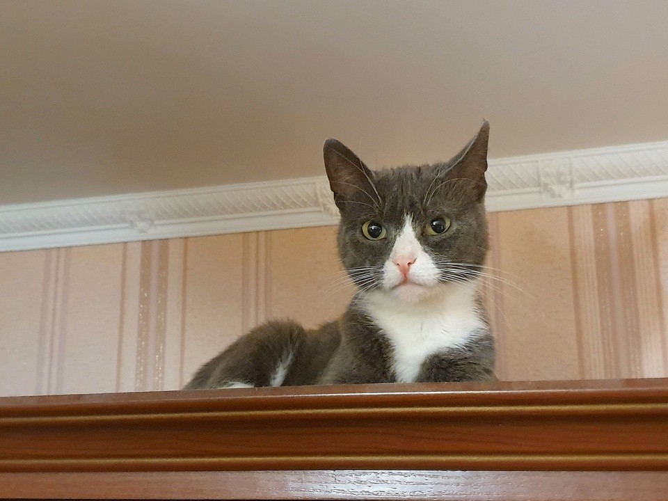 Слюннокаменная болезнь у кошек: что это такое, и чем она опасна