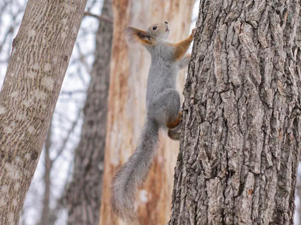 Посетители парка «Елочки» теперь могут кормить белочек из специальных автоматов