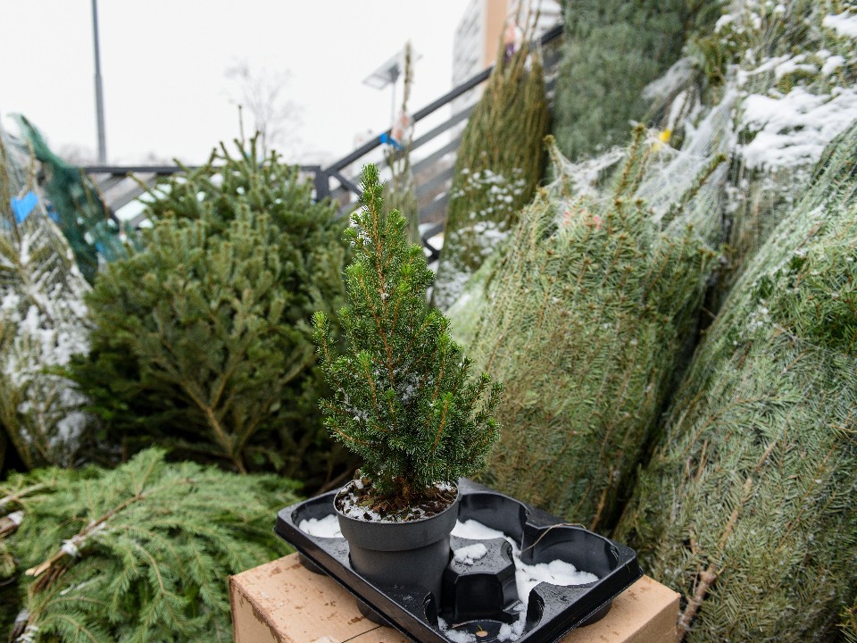 Елочные базары в Истре уже работают: список адресов и цены перед праздниками