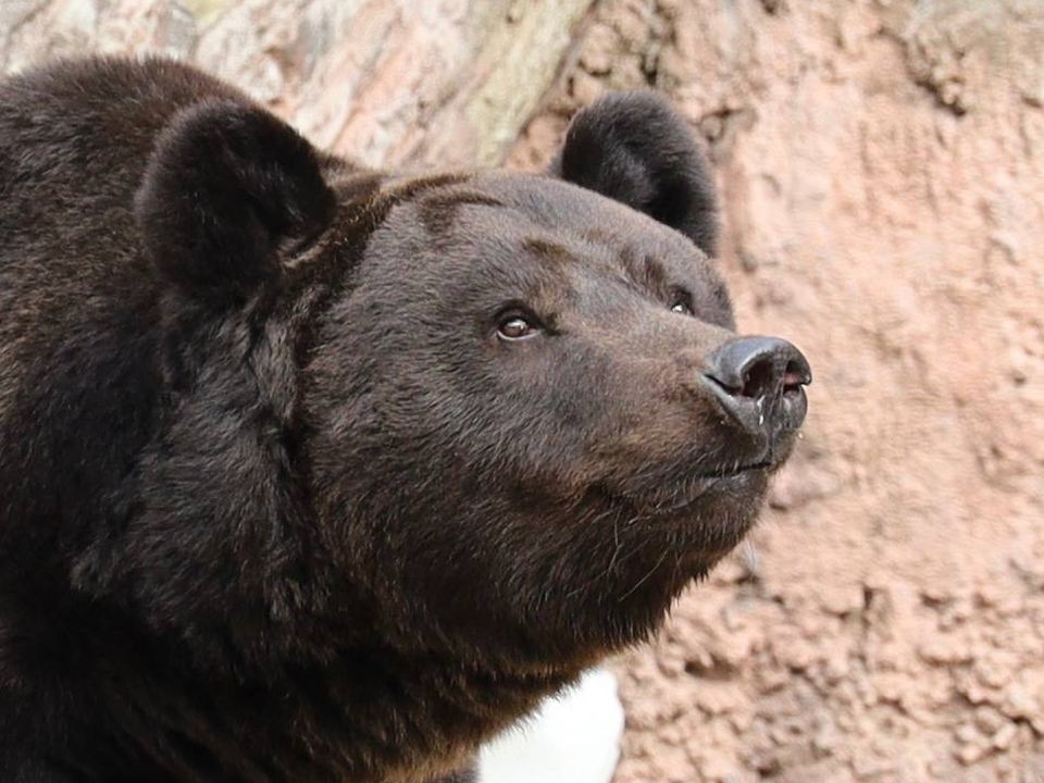 Затяжная осень не дает медведям спать: хищники чаще выходят к людям