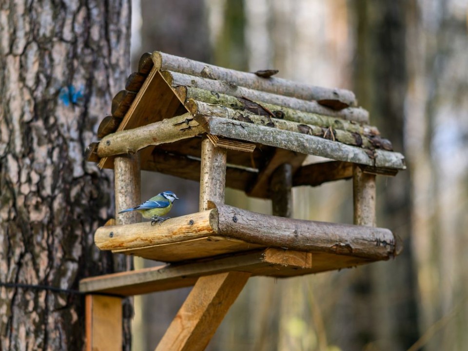 Стань детективом для дикой природы: как жители Подмосковья могут добавить свою синицу в большую науку