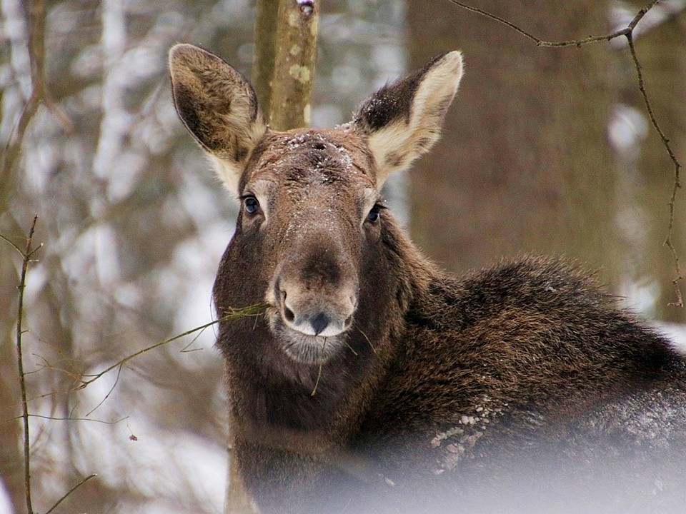 Переговорную для лосей обнаружили сотрудники Приокско-Террасного заповедника