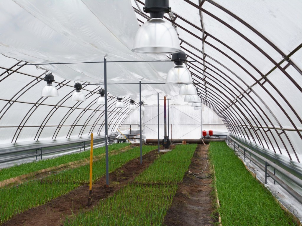 Рукола и шпинат вместо бурьяна: фермер из Ступина получил 35 га земли