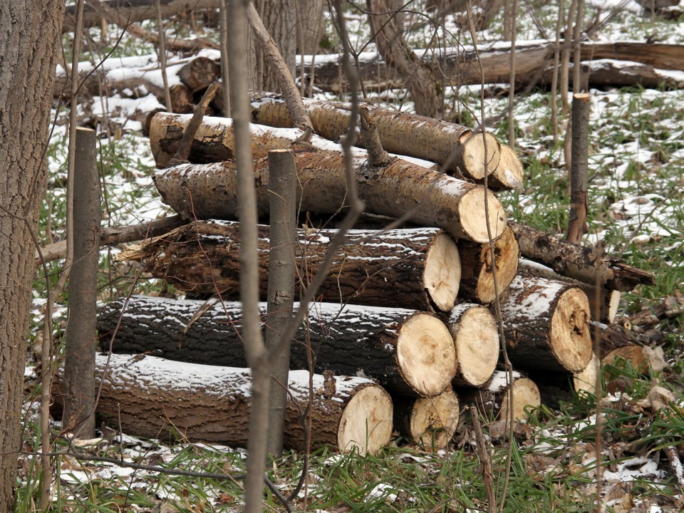 Кому помешал клен: власти Мытищ рассказали, почему спилили дерево в Пироговском