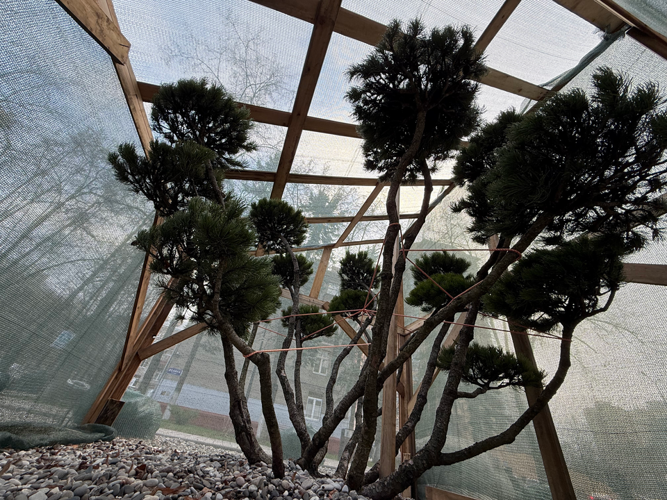 Горные сосны «Мугус» в Реутове облачили в специальные защитные «одежды»