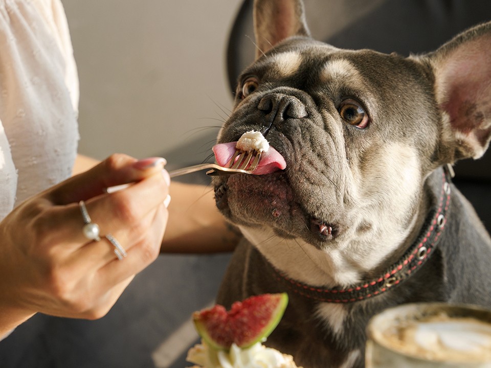 Ветеринар назвала смертельно опасные вкусняшки для домашних животных