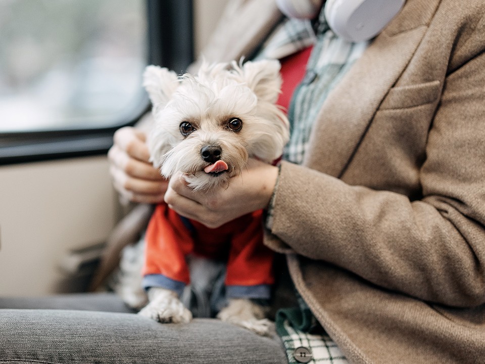 Псу не придется стоять в очереди: проезд питомца можно оплатить в приложении «Скороход»