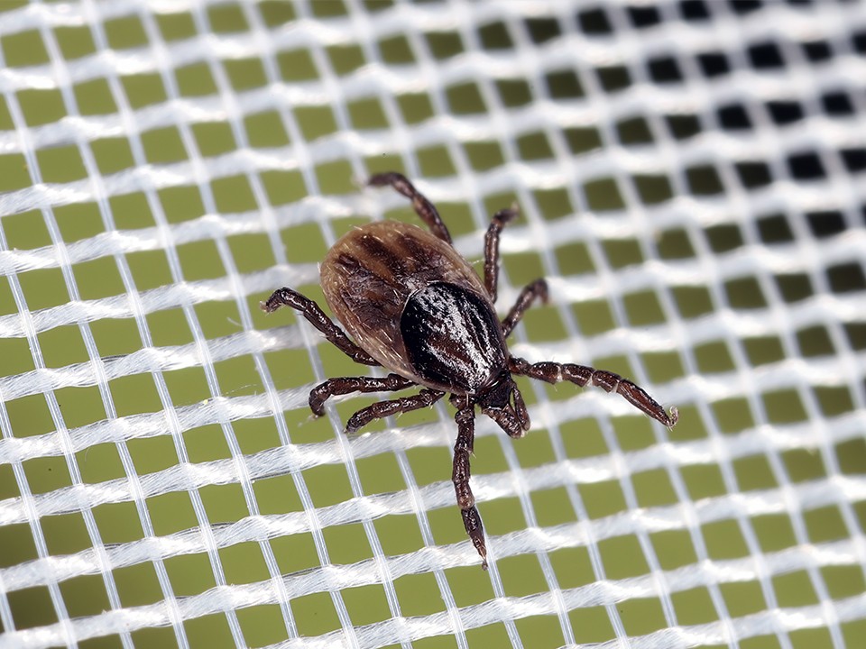 «Елочные» клещи атаковали квартиры павловопосадцев