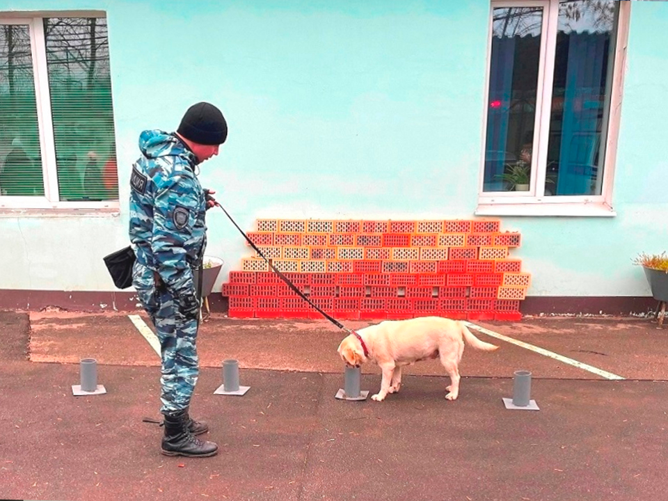 Гимназисты узнали, как дрессируют полицейских собак