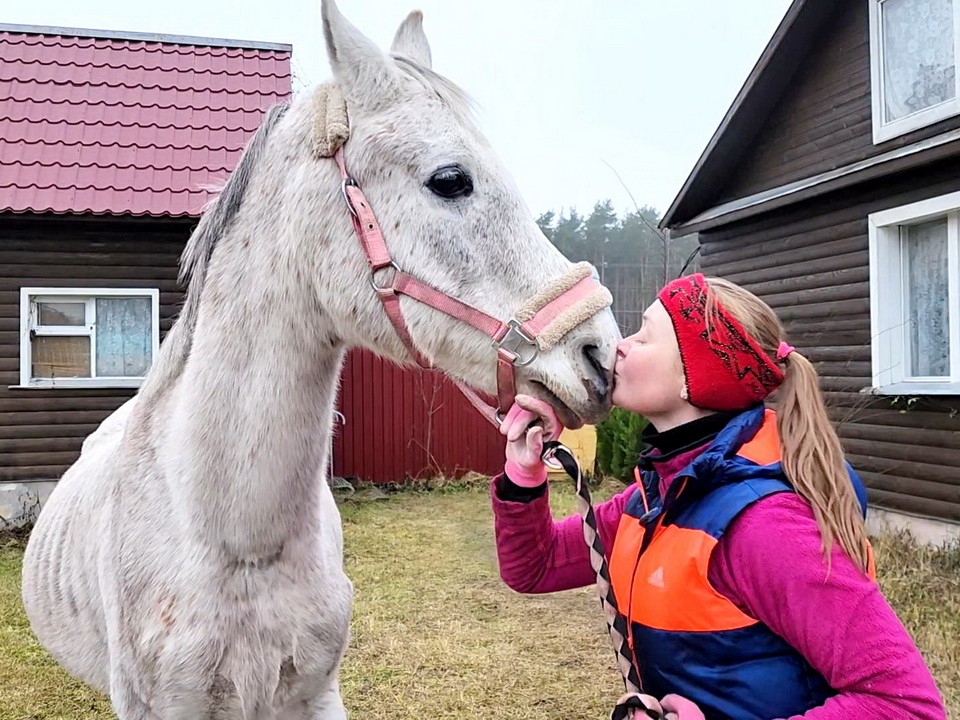Любимцу детей коню Сильверу не дали стать колбасой в Ногинске