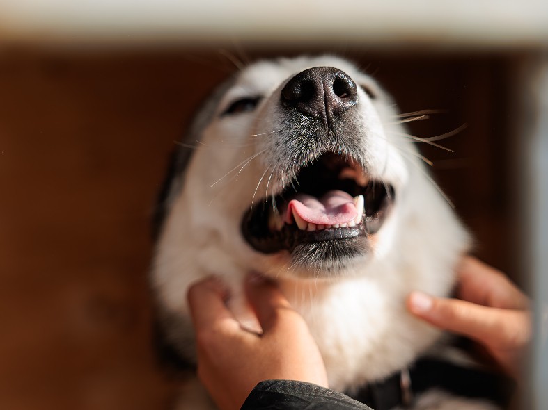 Цифровизация добралась до хвостатых: как зарегистрировать питомцев в Подмосковье не выходя из дома