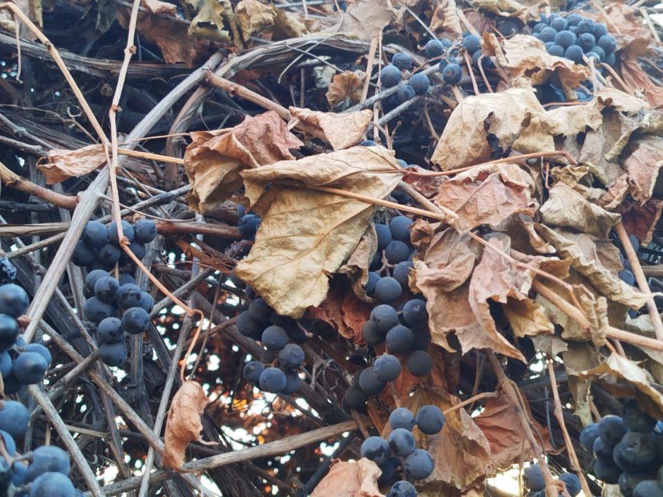 «Можно изюм собирать»: неубранный виноград в декабре удивил жителей Люберец