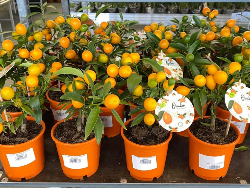 Цитрус, перец или петуния: садовод из Серпухова рассказал, что вырастить дома зимой