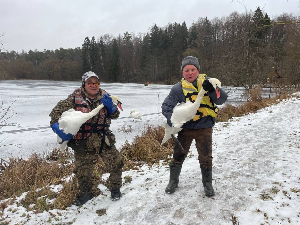 Спасение пернатых: лебедей из усадьбы Келлеров отправили на зимовку
