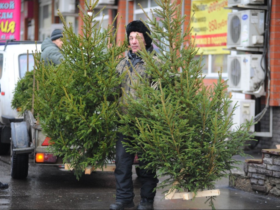 Сосну к праздникам: где в Волоколамске найти елочные базары