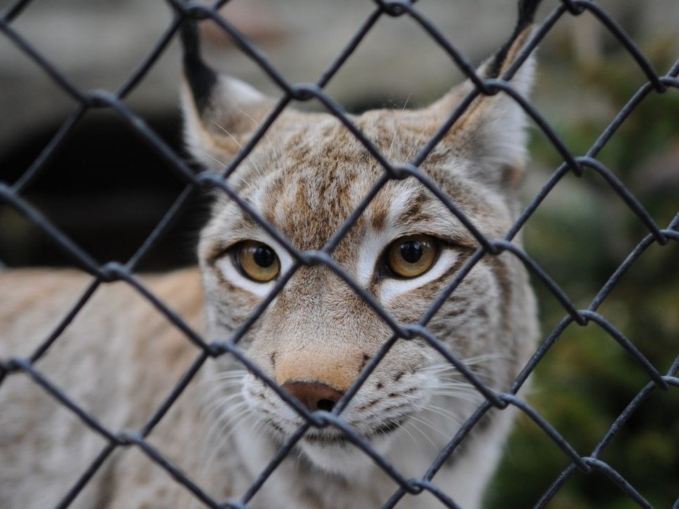 Опасный раненый зверь вышел за помощью к людям в Дубне