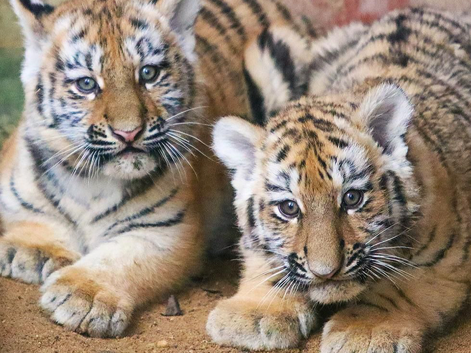 Два новых пушистика: краснокнижных тигров стало больше в Московском регионе