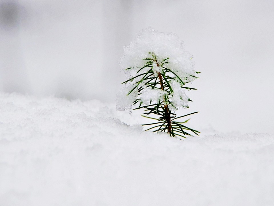 Снегопады без перерыва будут идти в Подмосковье в эти дни