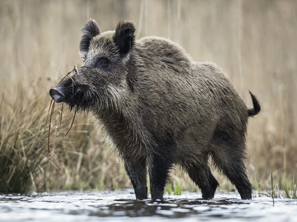 Вепрь в городе: жители сообщили о неожиданной встрече с диким кабаном в Ленинском округе