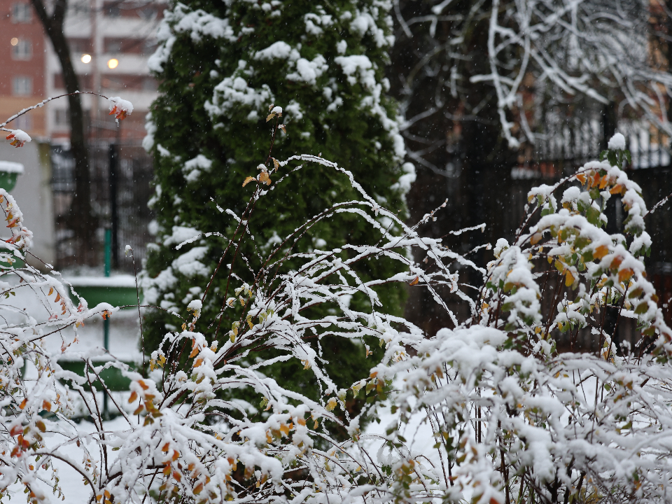 Синоптики рассказали, чего ждать от погоды в Подмосковье в начале декабря