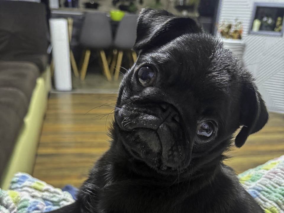 Чем нельзя кормить собаку на Новый год? Назван опасный продукт, который есть почти на каждом столе