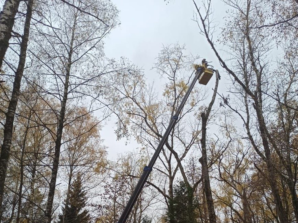 На Старом городском кладбище в Коломне вырубили опасные тополя