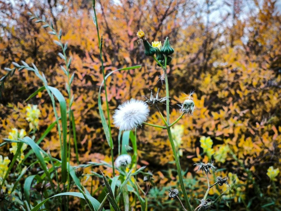 Пить или не пить: десять плюсов и один огромный минус чая из одуванчиков