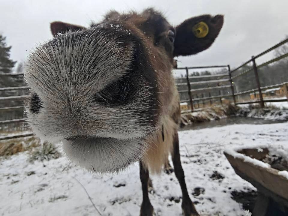 Правда ли, что нос у северных оленей красный? Честный ответ от экологов нацпарка «Лосиный остров»