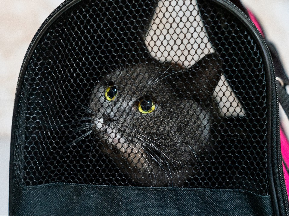 Проезд с питомцем в один клик: ЦППК добавила удобную опцию оплаты провоза животных