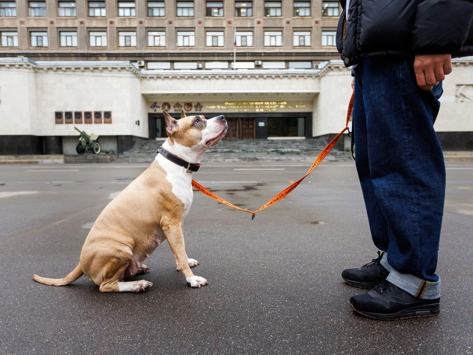 Юрист шокировал собаководов: питомец на свободном выгуле отправит за решетку